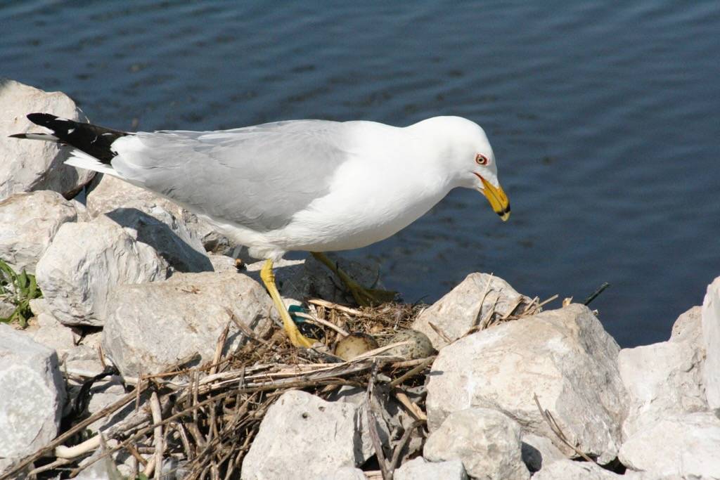 Ring-billed Gull at nest by Libby Megna is licensed under CC BY-NC 2.0.